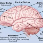 Human Brain