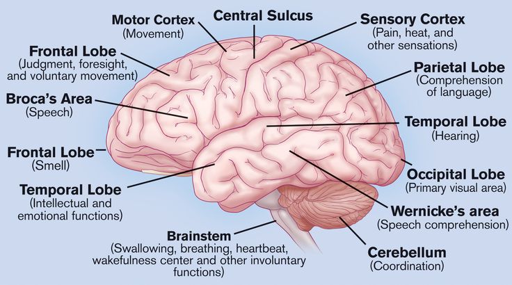 Human Brain