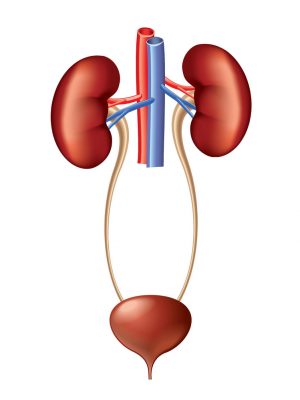 Kidney-and-Urinary-Tract-deseases