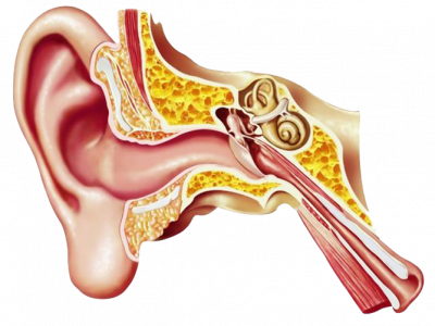hc-tinnitus-ear-figure