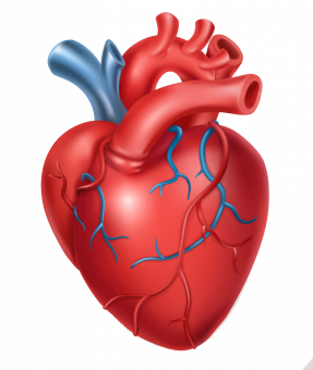 human-heart-medicine-internal-organs-3d-icon-vector-20490391